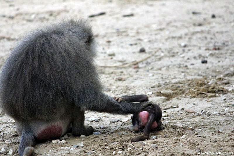 2010-08-24 (650) Aanranding en mishandeling gebeurd ook in de apenwereld.jpg